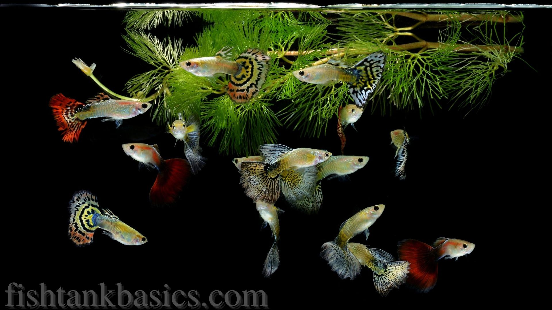 Peixe guppy perto do topo do tanque de peixes.