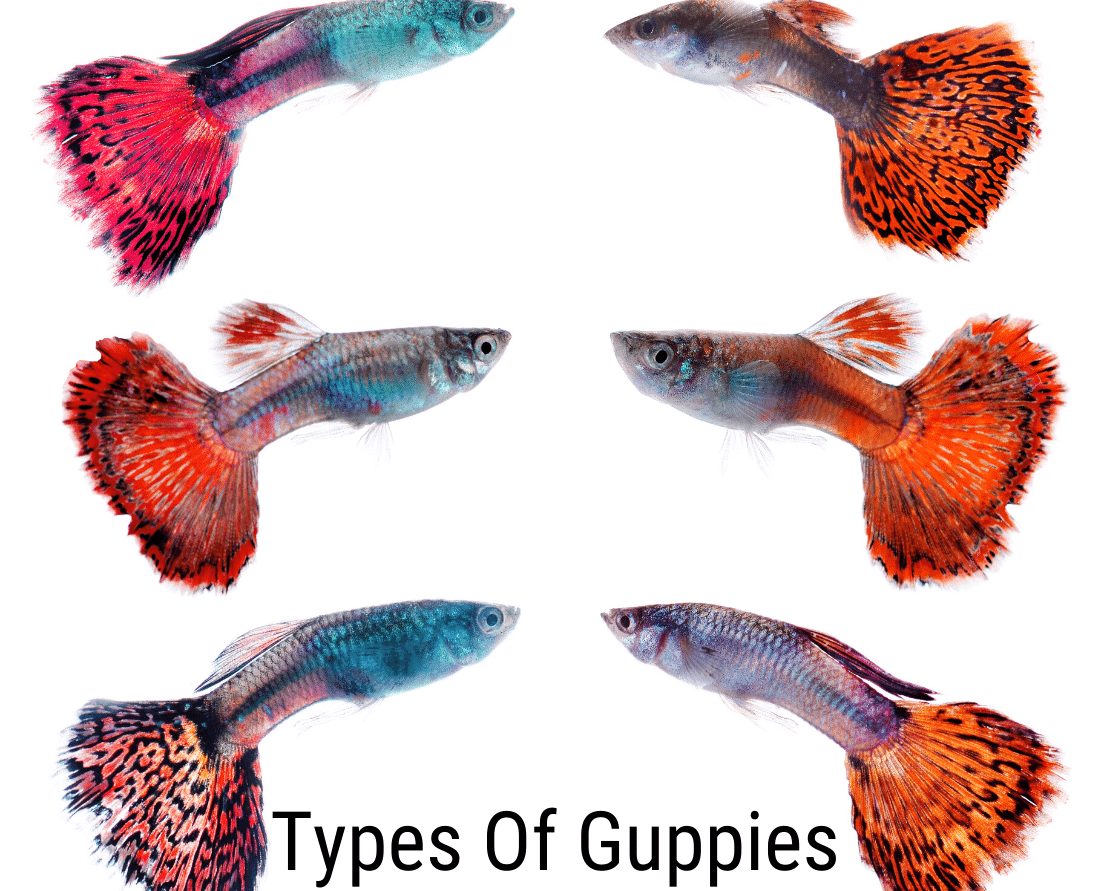 Tipos de guppy: tudo que você precisa saber