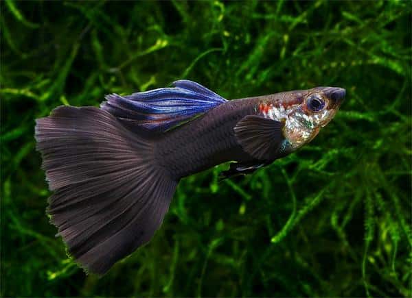 Black Guppy.