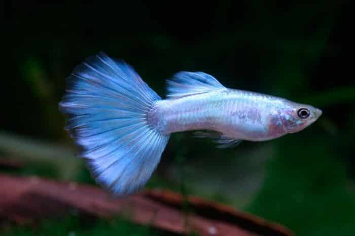 Guppy Azul Neon.