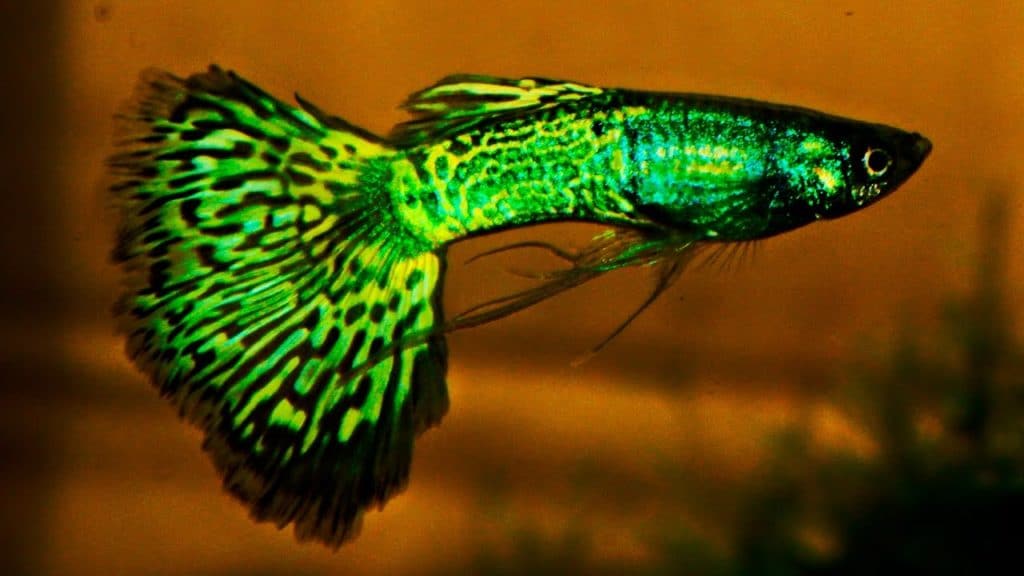 Guppy Cobra Verde Metalhead