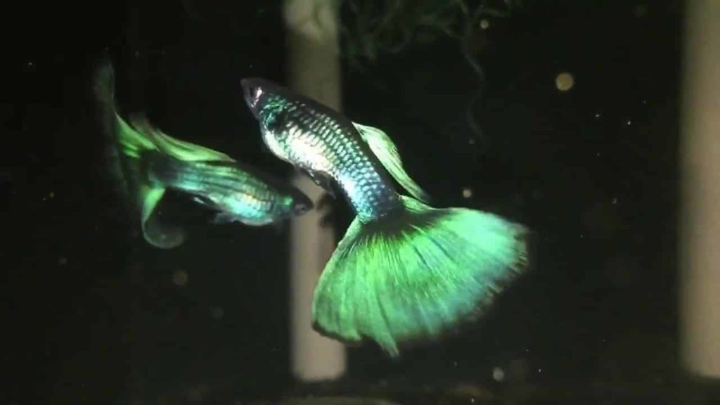 Guppy Moscou Verde