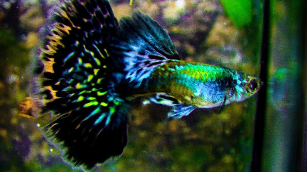 Guppy Verde Meia Lua.