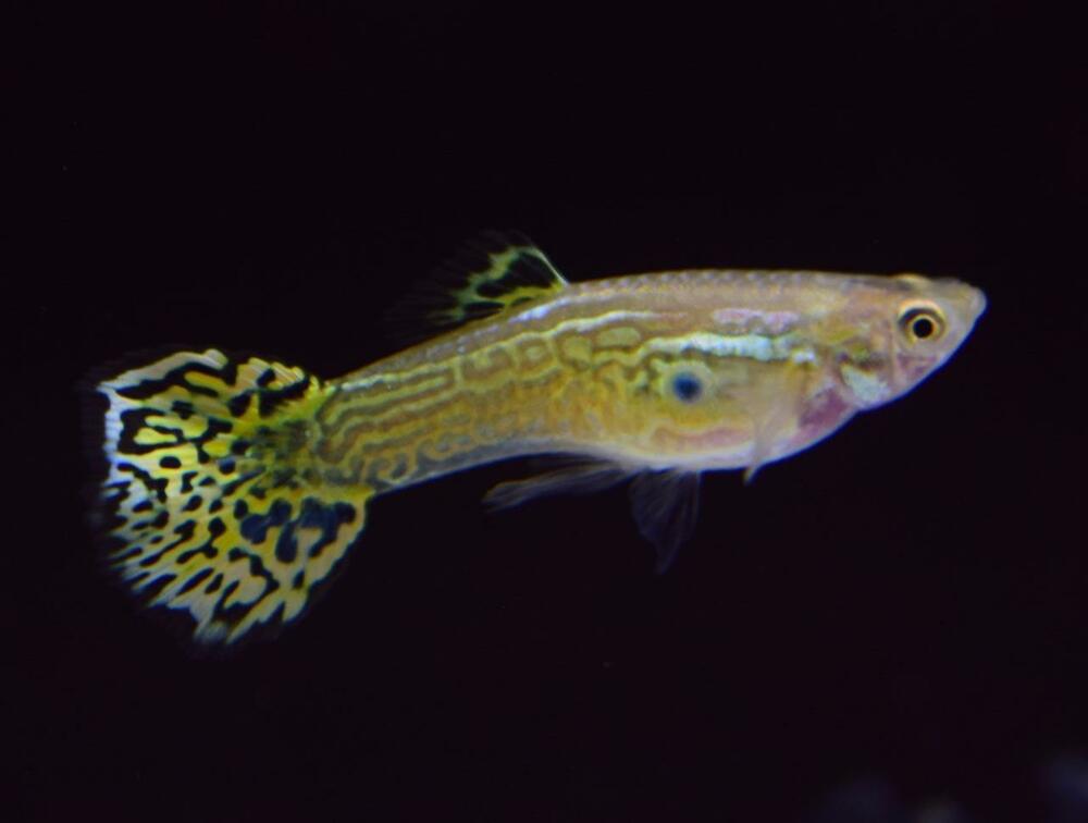 Guppy Cobra Verde.