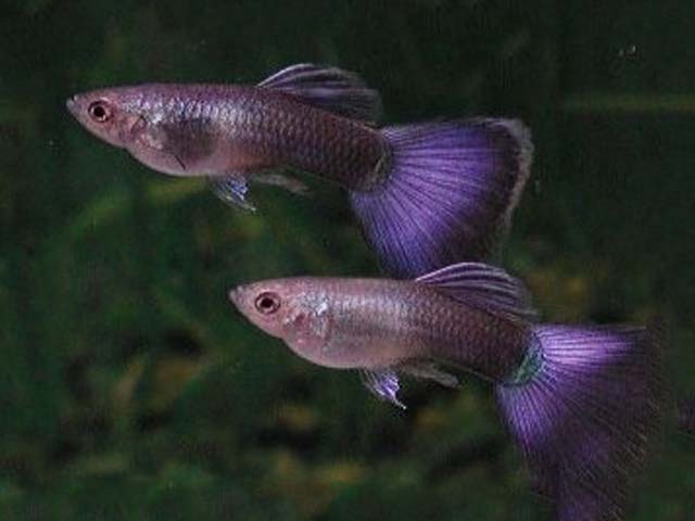 Guppies roxos.
