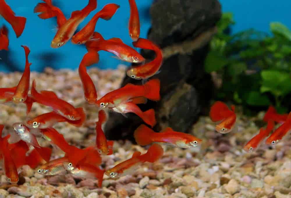 Guppy ruivo loiro