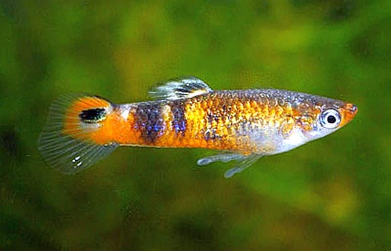 Guppy laranja.