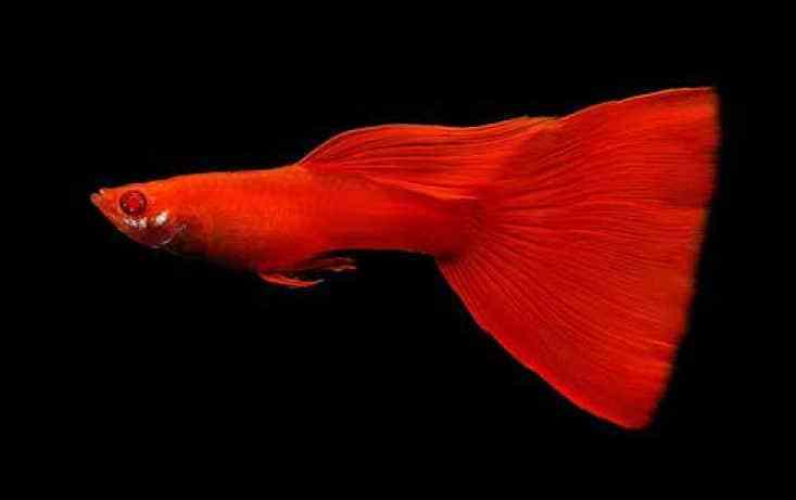 Guppy Albino Vermelho Completo.