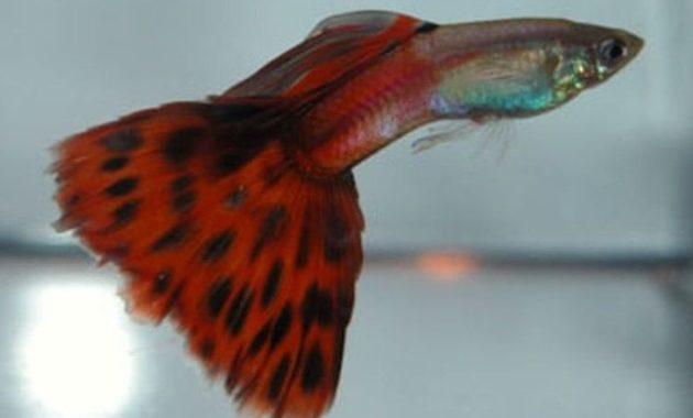 Guppy bicolor vermelho