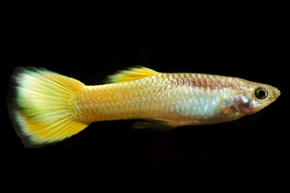 Guppy amarelo.