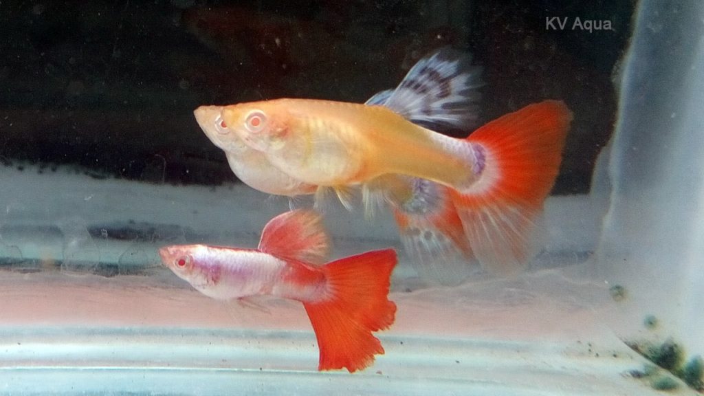 Guppy Albino Rabo Vermelho