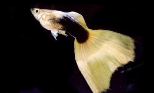 Guppy amarelo meio preto