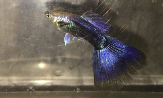 Guppy meio preto roxo