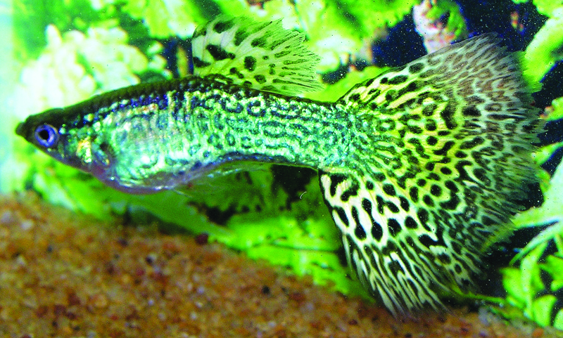Guppy Cobra Verde.