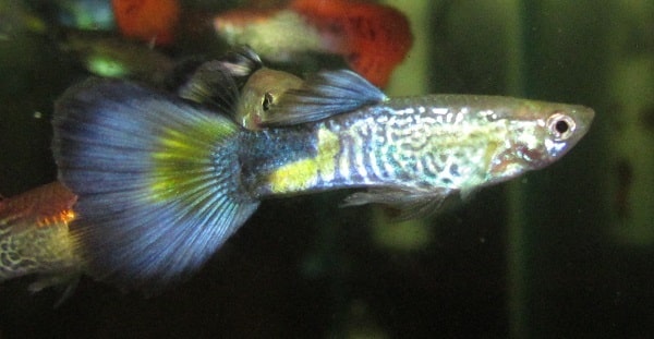 Guppy Cobra Azul