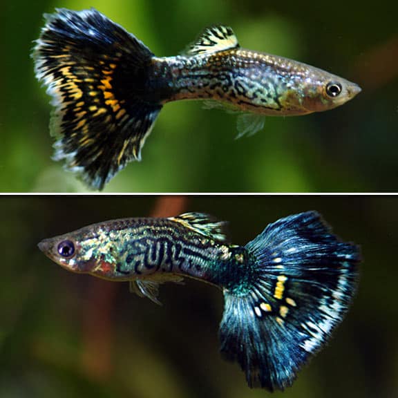 Guppies da cobra azul.
