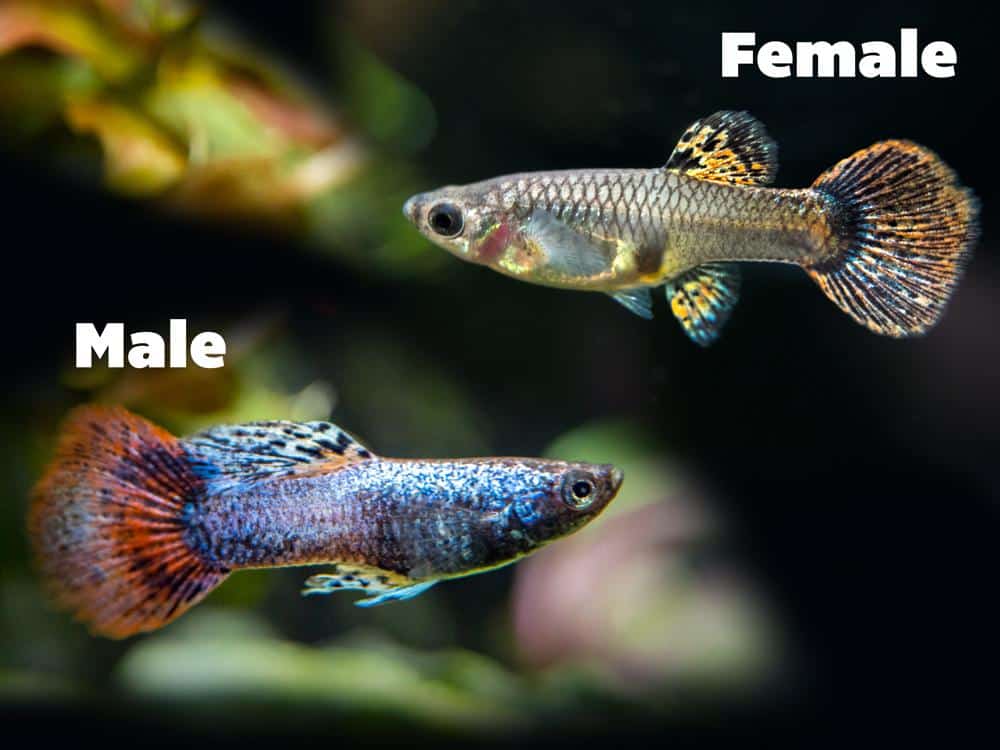 Guppies Magenta Femininos e Masculinos.