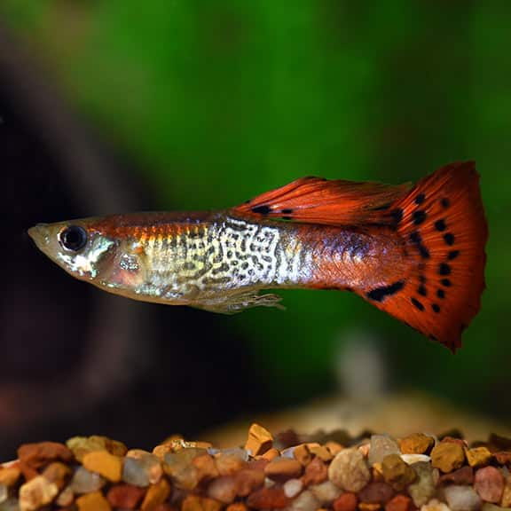 Guppy cobra vermelha.