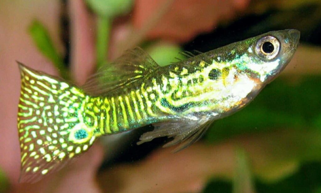 Guppy de pele de cobra dourada.