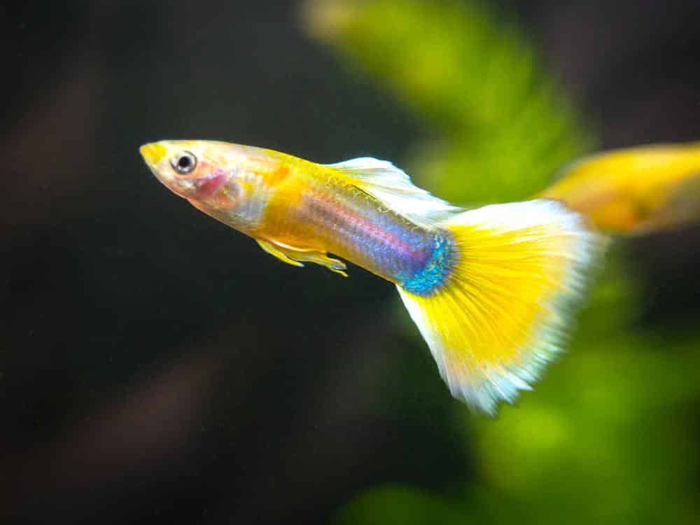Guppy De Smoking Amarelo.