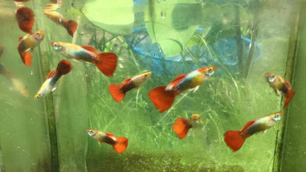 Guppy Smoking Vermelho / Dourado