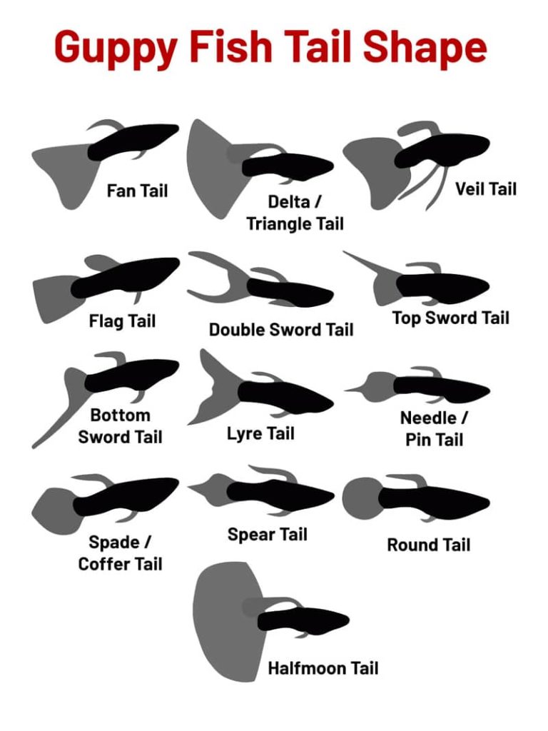 Formas de cauda de peixe Guppy.