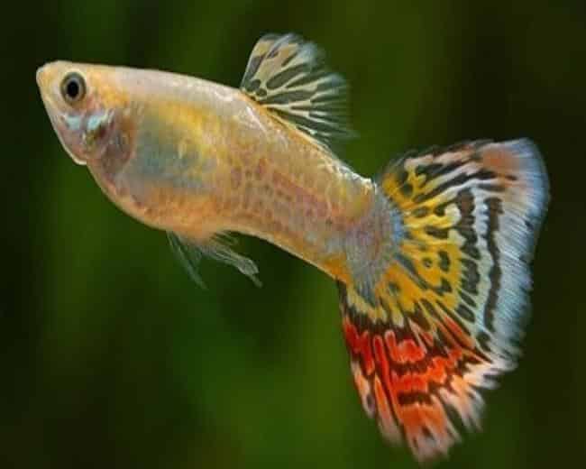 Guppy De Cauda De Leopardo Amarelo.