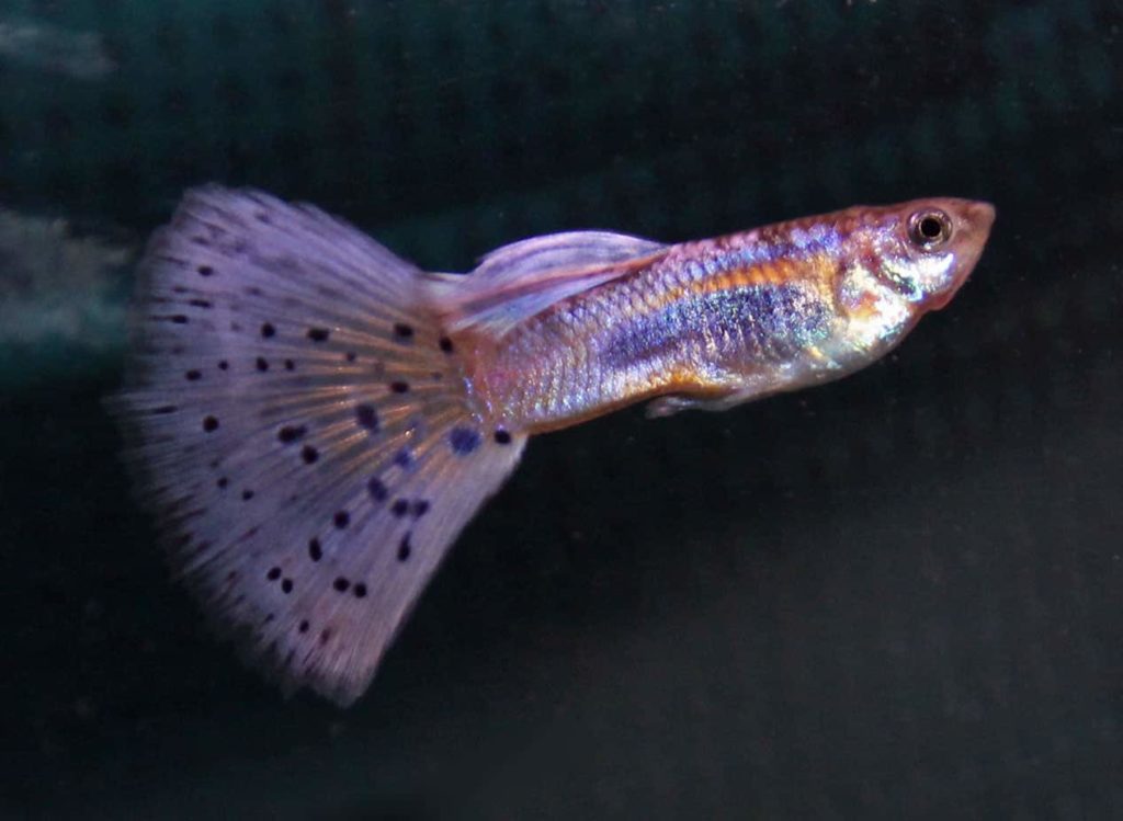 Guppy rabo de grama roxo