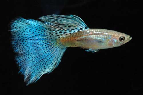 Guppy de cauda de grama azul.
