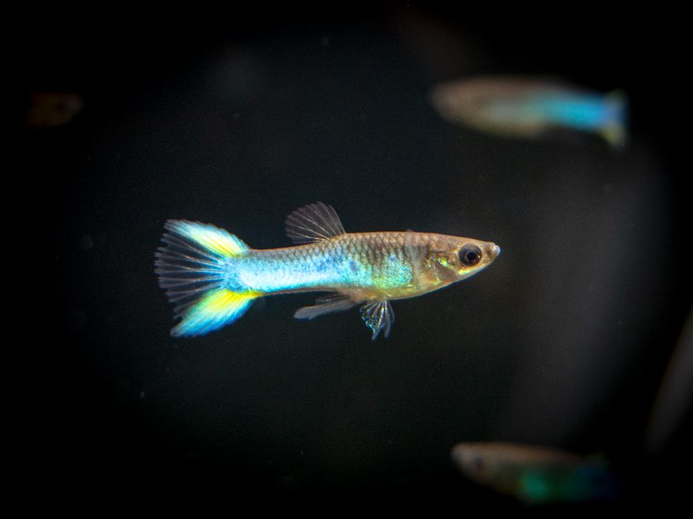 Guppy Endler Azul Céu.