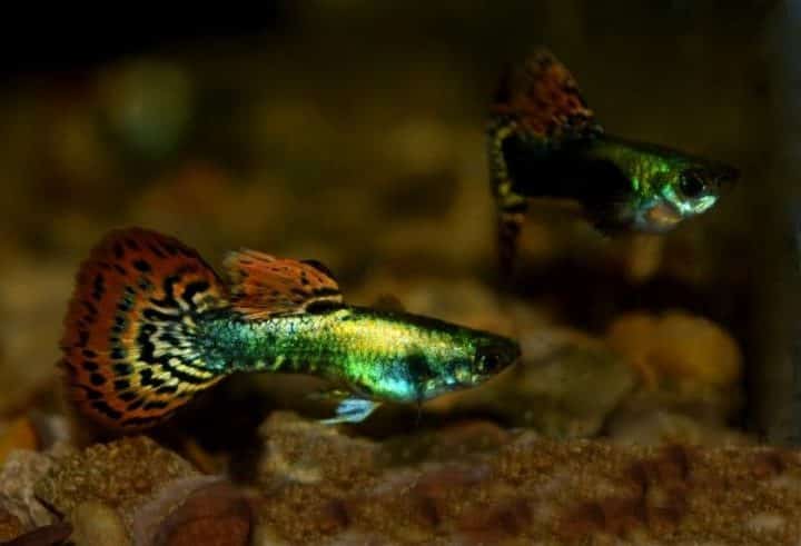 Guppy de cauda em mosaico metálico.
