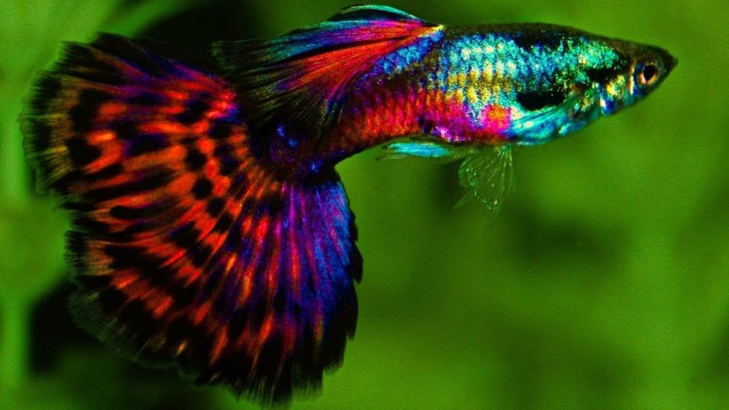 Red Platinum Mosaic Tail Guppy.