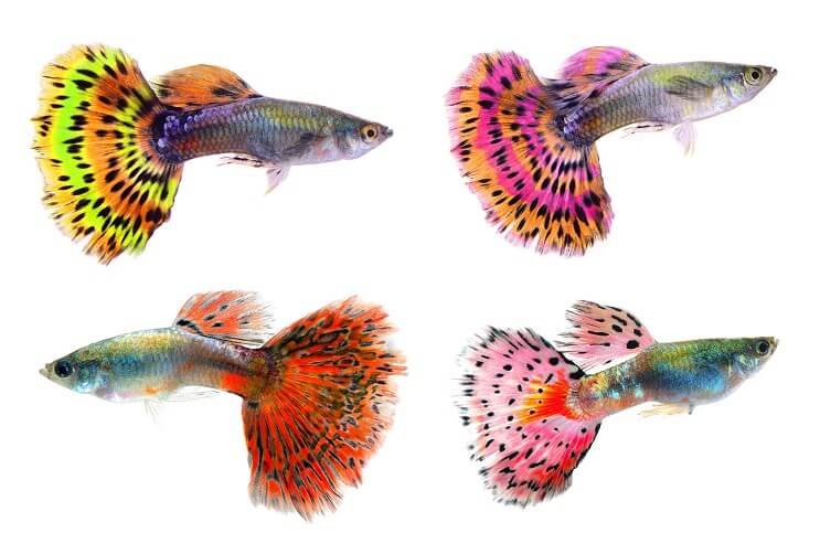 Guppies chiques.