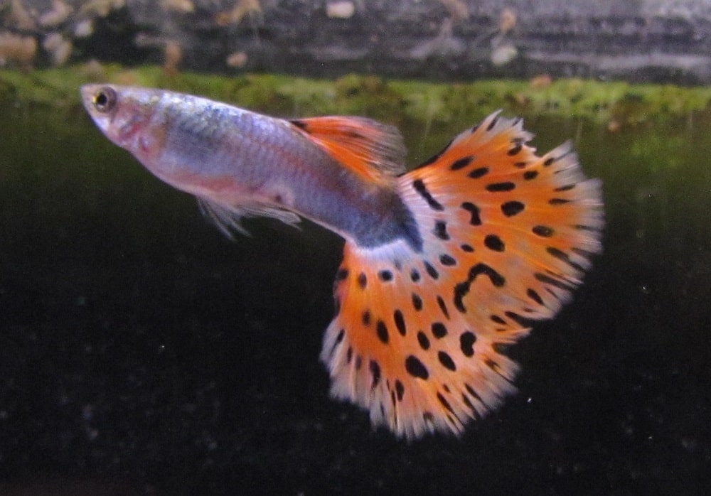 Guppy chique