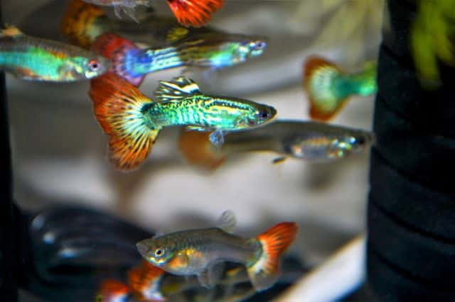 Guppy Cauda de Fogo