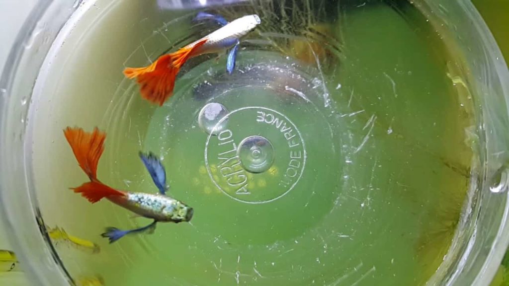 Guppy platina firetail