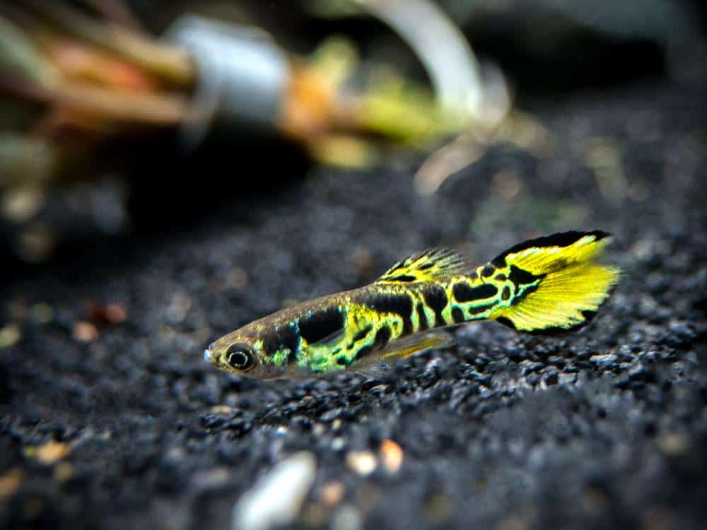 Guppy Endler Amarelo.