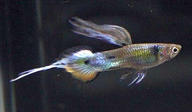 Guppy cauda de agulha