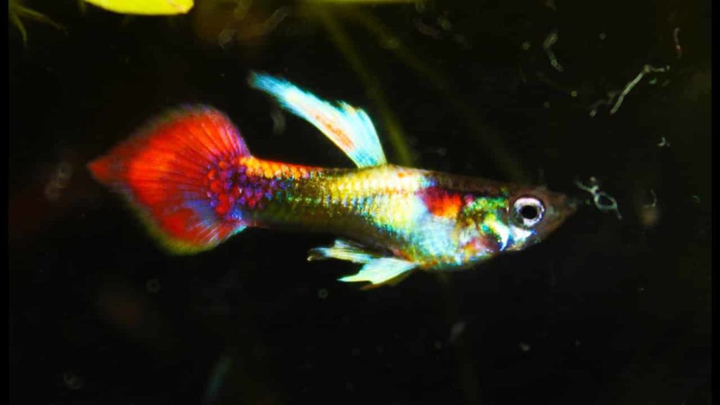 Guppy metálico com cauda de lança de smoking