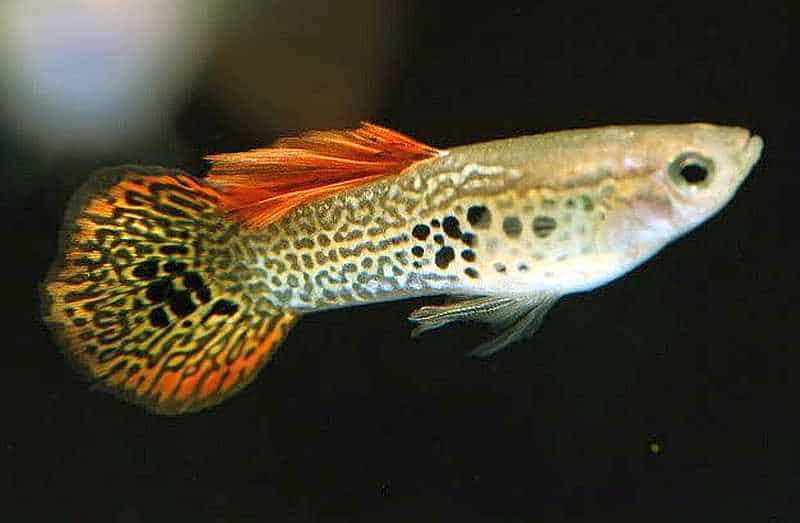 Guppy cauda redonda