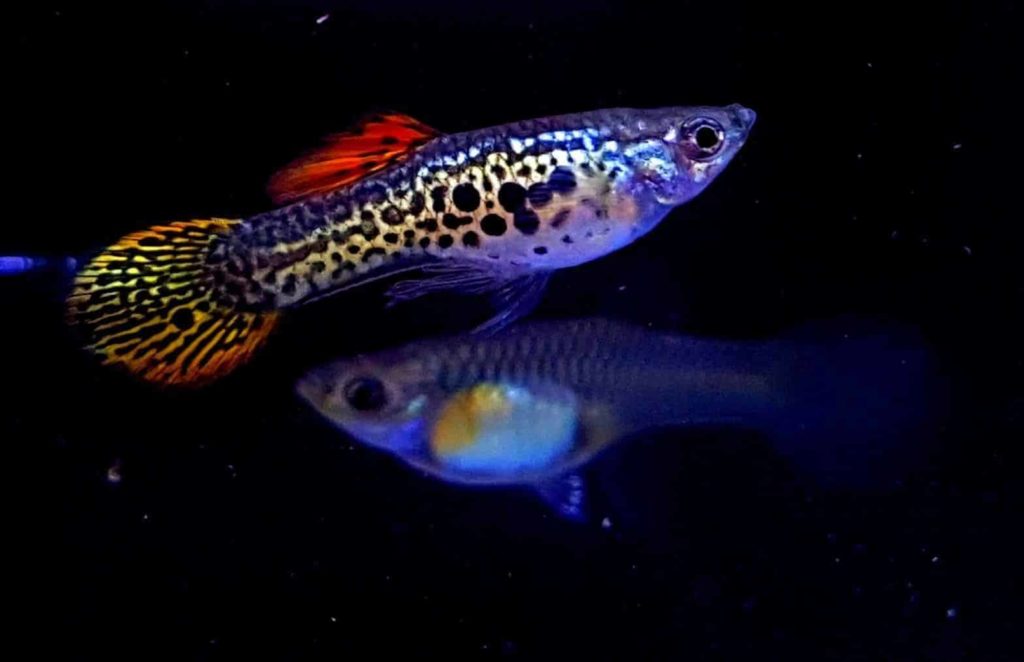Guppy de cauda redonda.