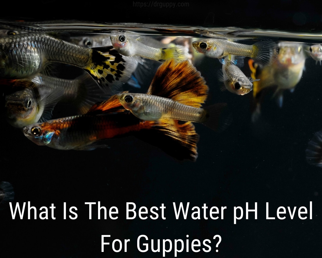 Nível de pH de água de peixes guppy - número ideal