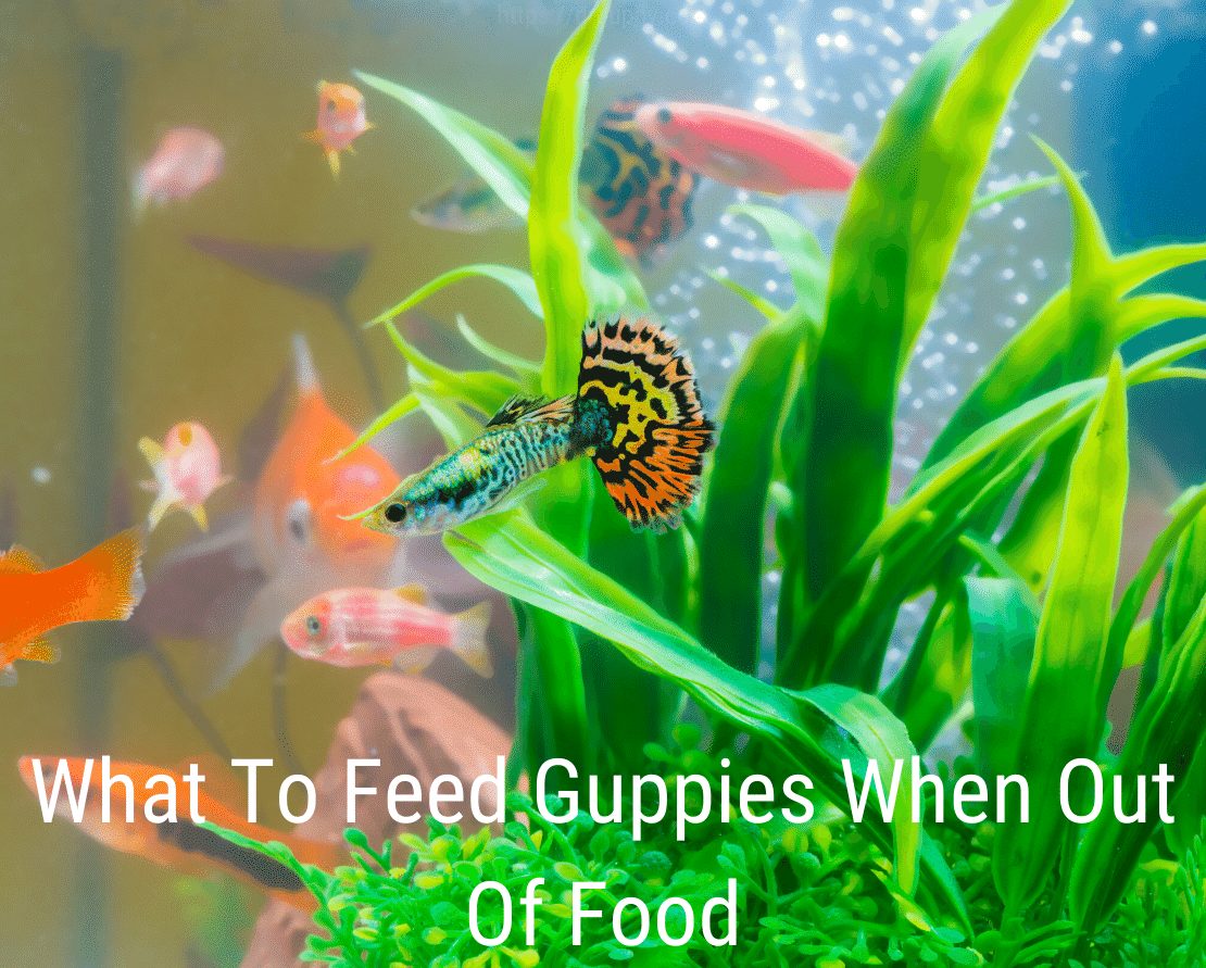 O que dar aos guppies quando estiver sem comida