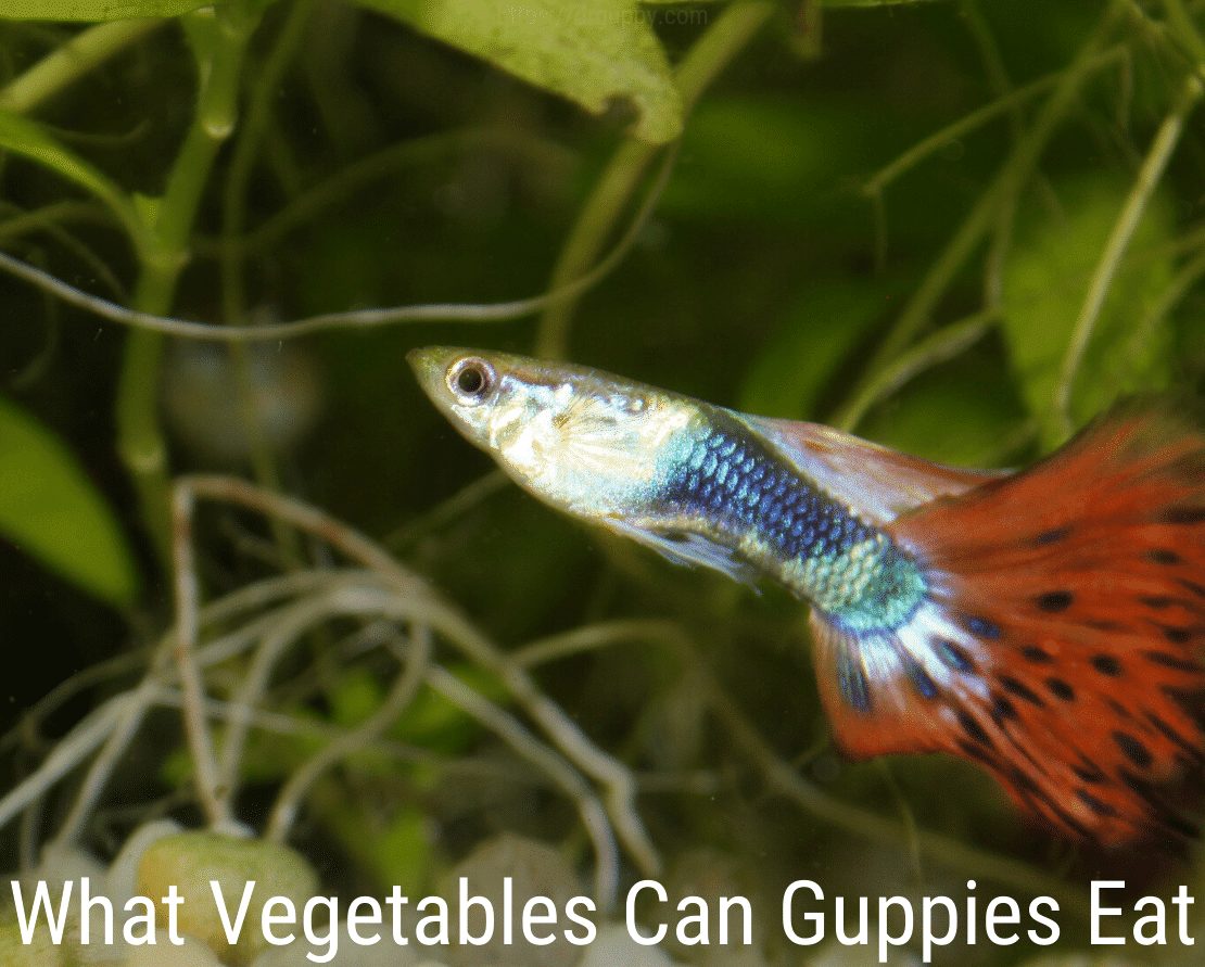 Quais vegetais os guppies podem comer