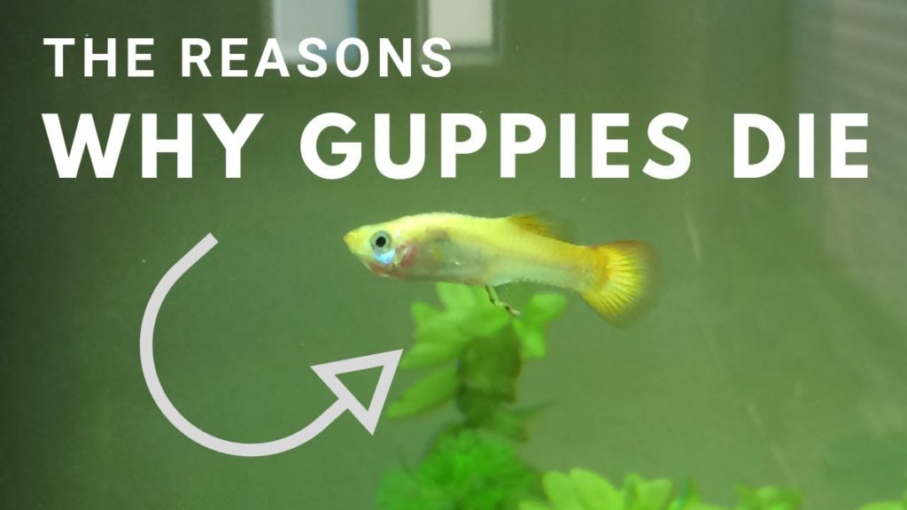 Por que meus guppies continuam morrendo?