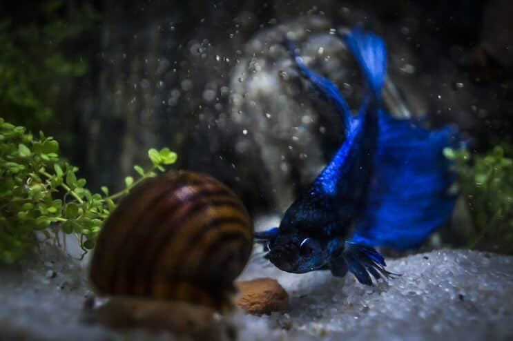 Betta e Caracol