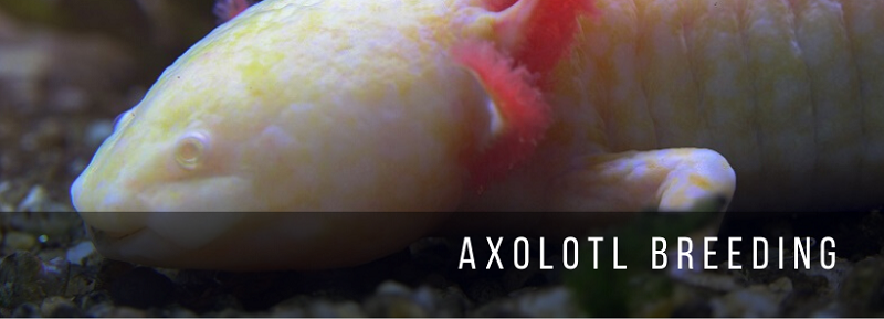 Reprodução Axolotl