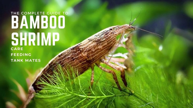 Bamboo Shrimp Care - O guia completo