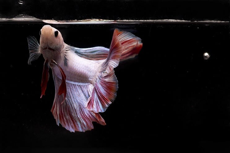 Comer peixe Betta