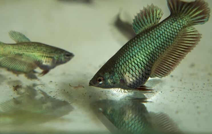 Comer peixe Betta Juvenil